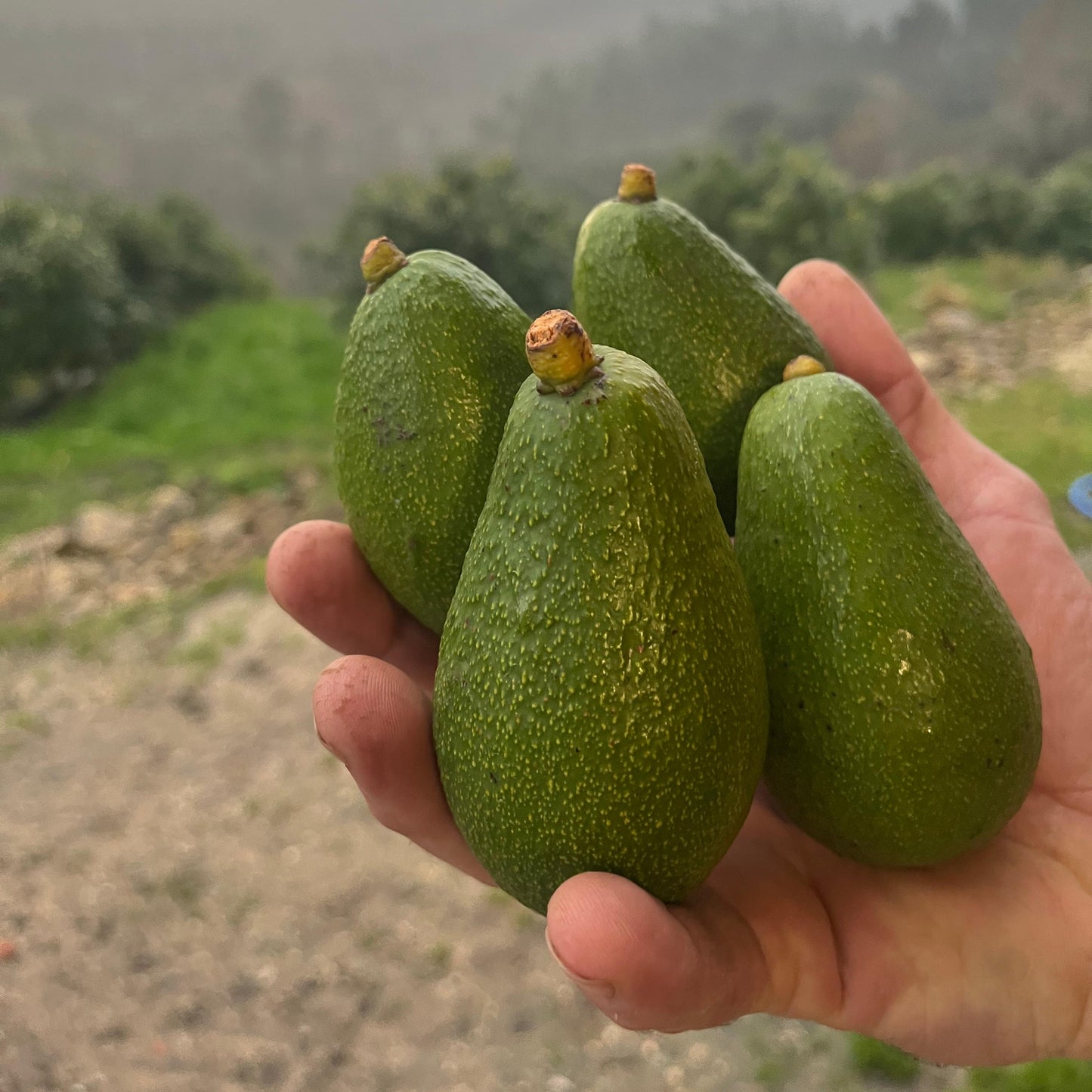 Aguacate HASS