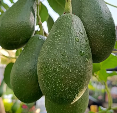 Aguacate de PIEL LISA