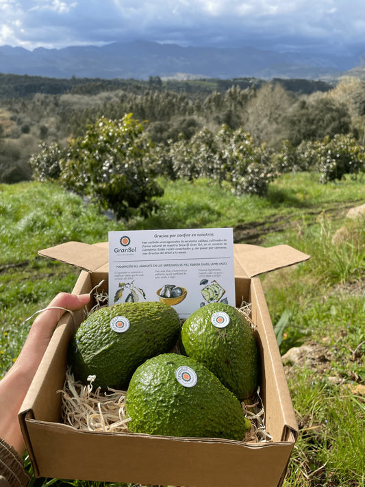 Aguacate HASS