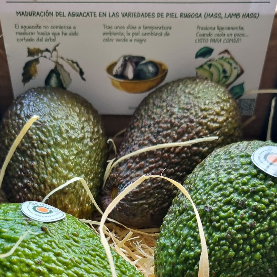 Aguacate HASS