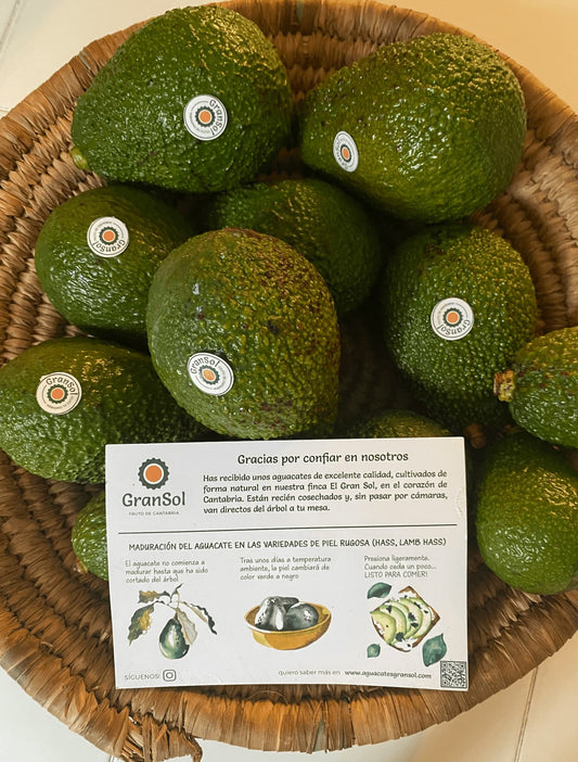 Aguacate LAMB HASS