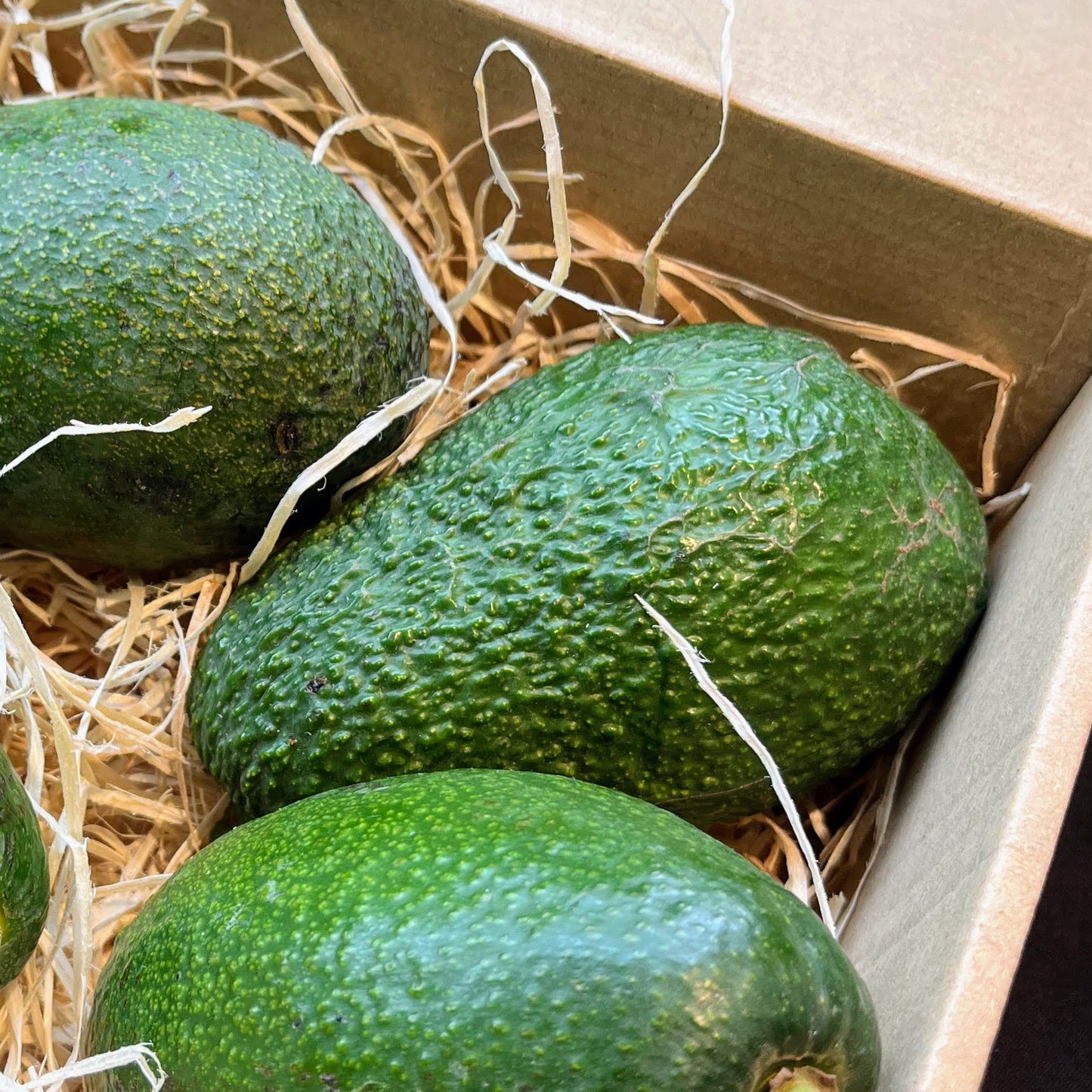 Aguacate de PIEL LISA